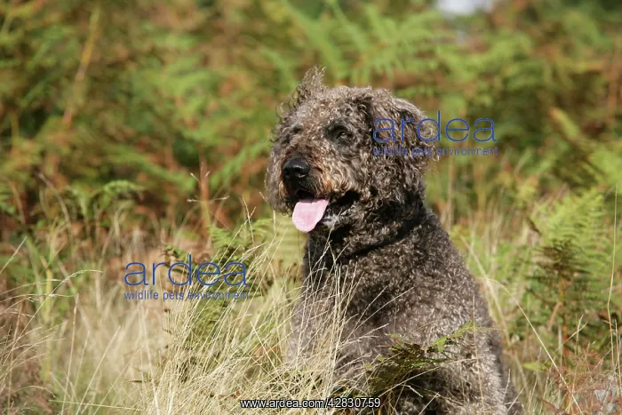 : Dog - Labradoodle : Dog - Labradoodle