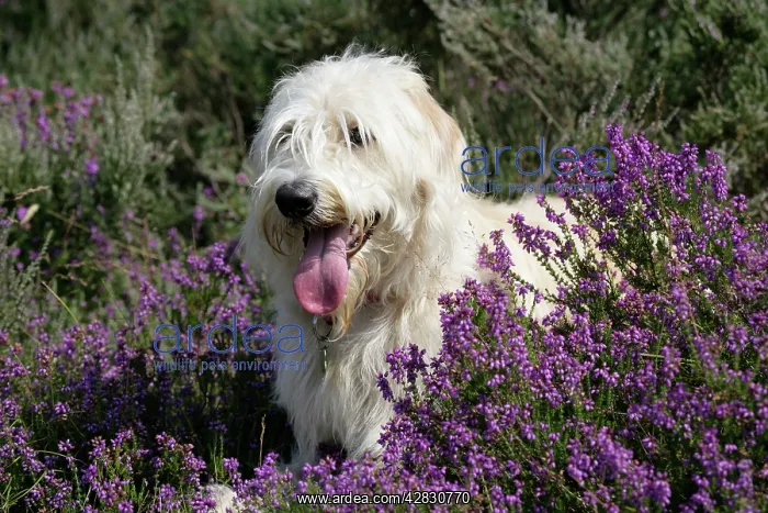 : Dog - Labradoodle : Dog - Labradoodle
