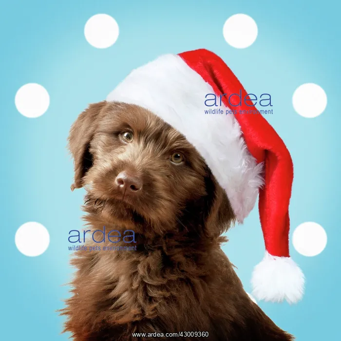 : DOG - Labradoodle : DOG - Labradoodle