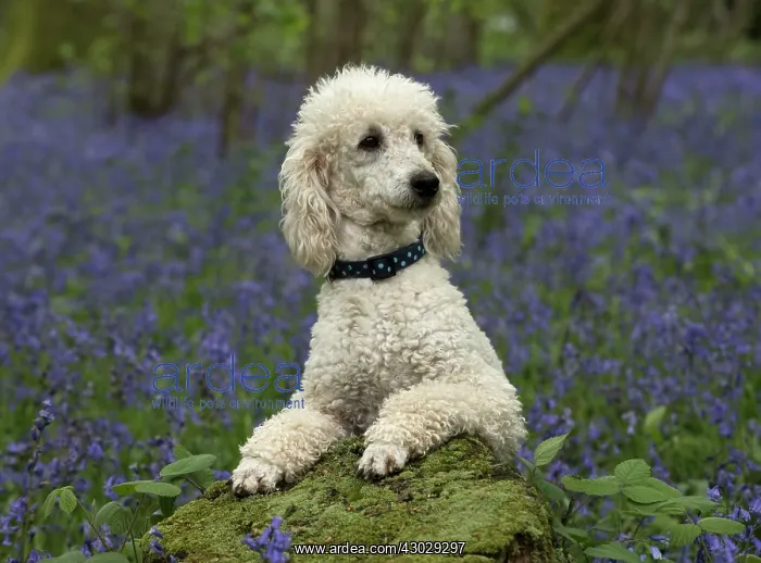 : Dog Labradoodle : Dog Labradoodle