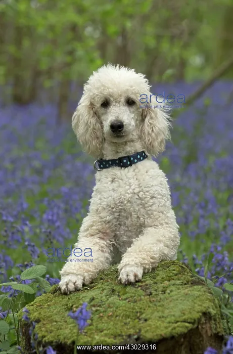  : Dog Labradoodle