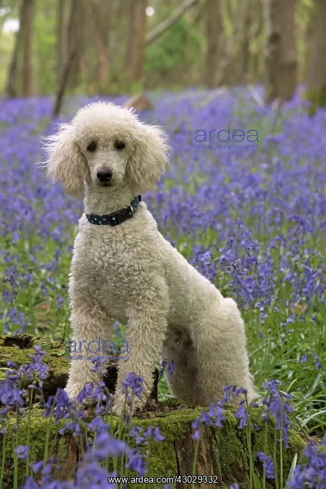 : Dog Labradoodle : Dog Labradoodle