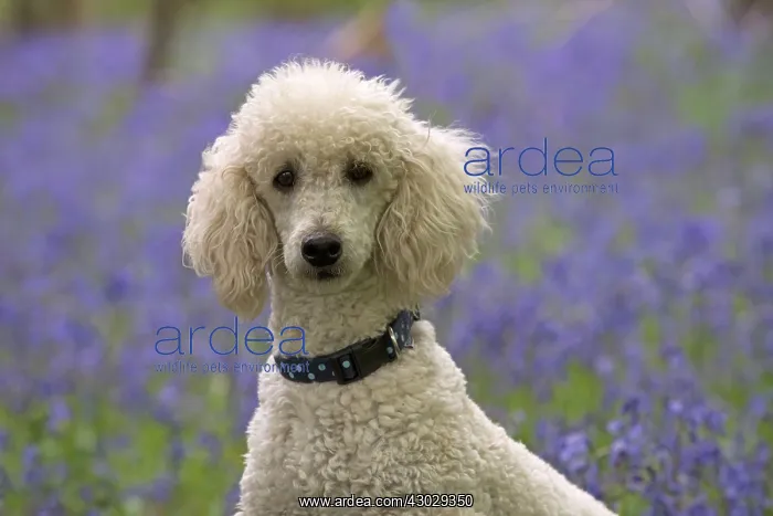 : Dog Labradoodle : Dog Labradoodle