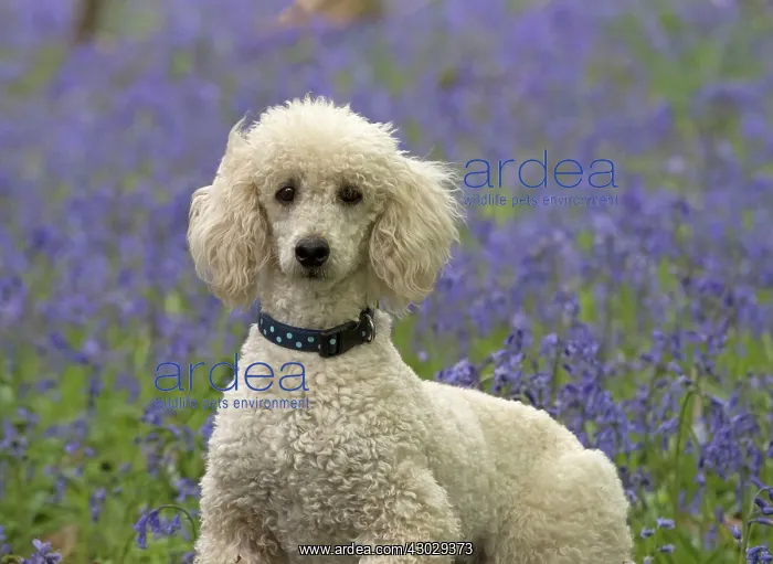 : Dog Labradoodle : Dog Labradoodle