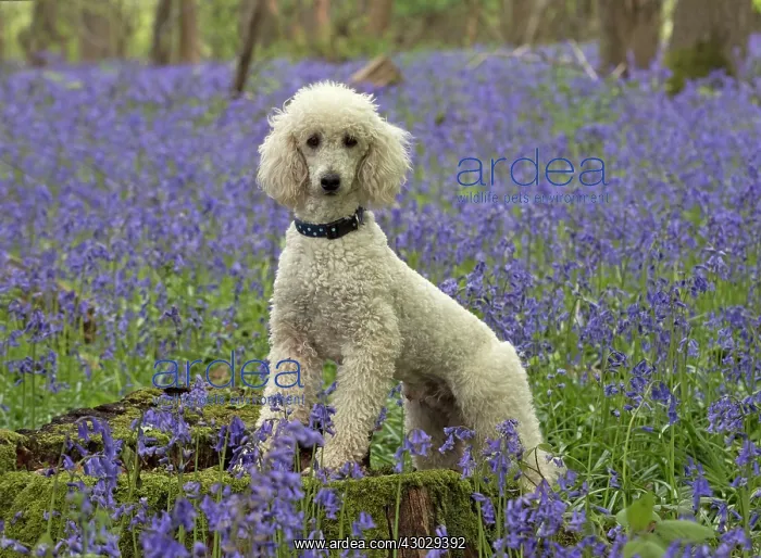  : Dog Labradoodle