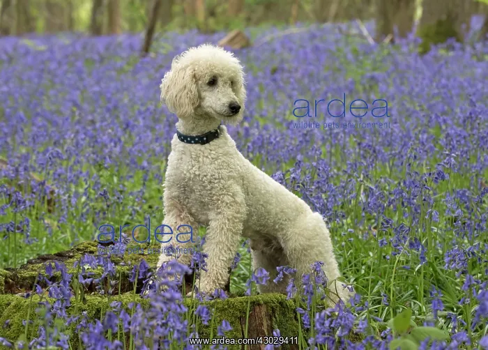  : Dog Labradoodle