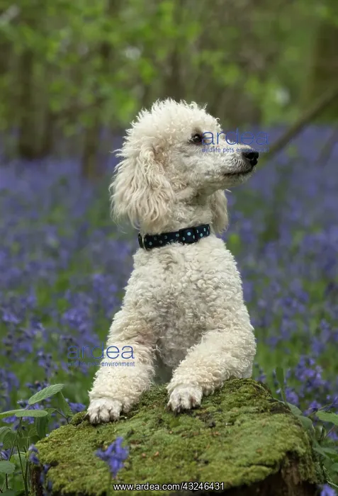 : Dog Labradoodle : Dog Labradoodle