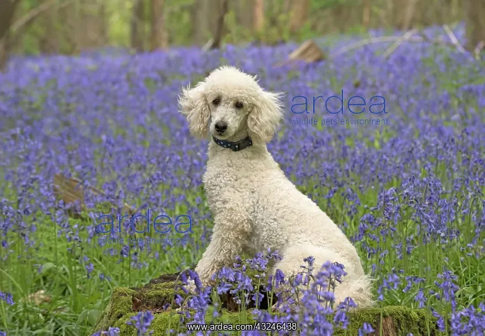 : Dog Labradoodle : Dog Labradoodle
