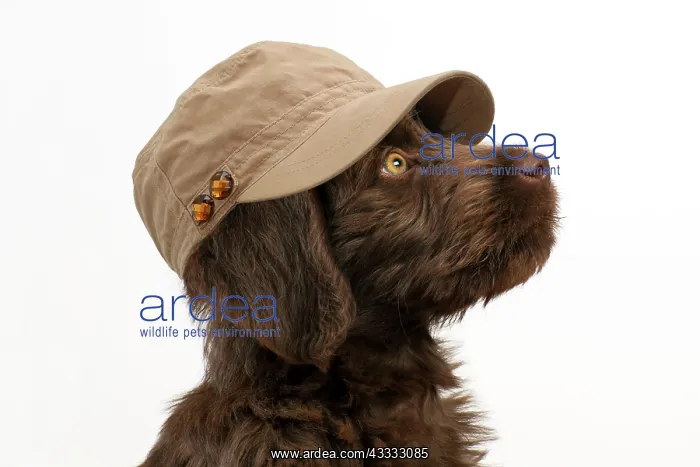: Dog - Labradoodle : Dog - Labradoodle