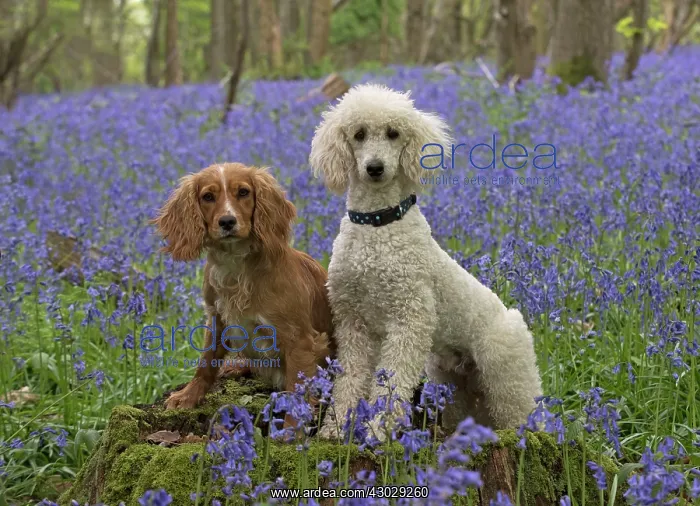 : Dog Labradoodle and Cocker Spaniels : Dog Labradoodle and Cocker Spaniels