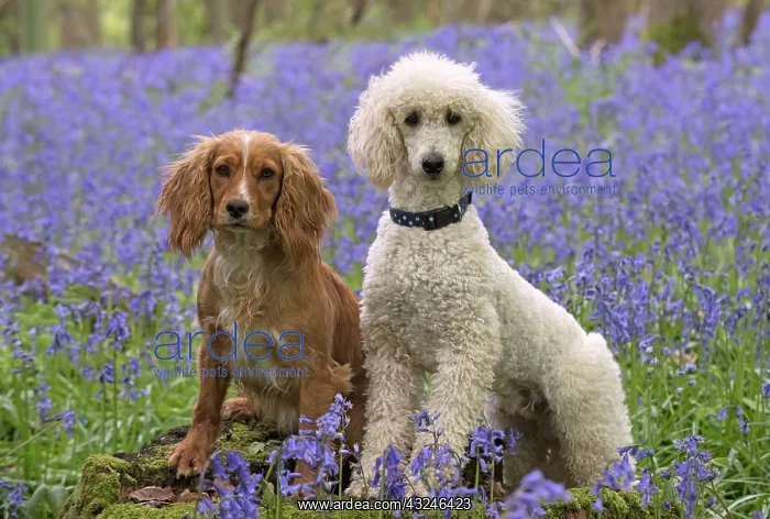 : Dog Labradoodle and Cocker Spaniels : Dog Labradoodle and Cocker Spaniels