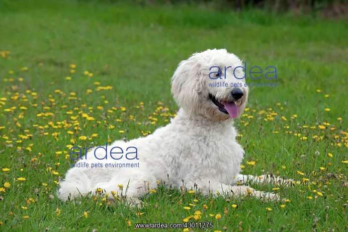 : DOG labradoodle in a field : DOG labradoodle in a field