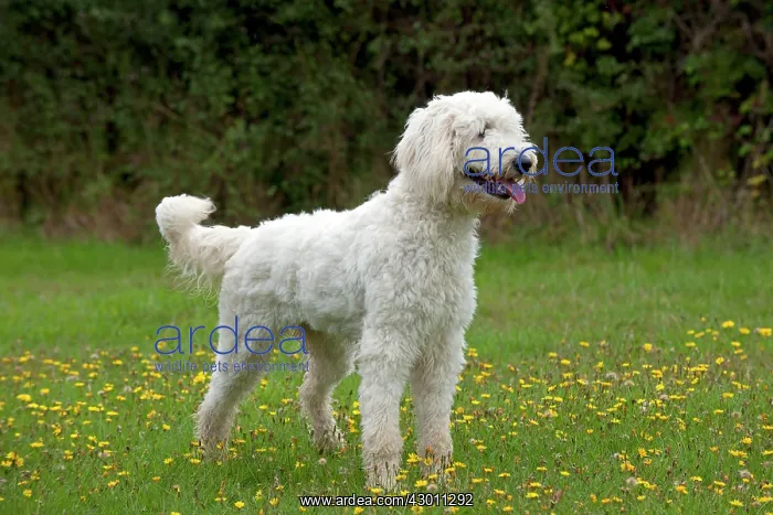 : DOG labradoodle in a field : DOG labradoodle in a field