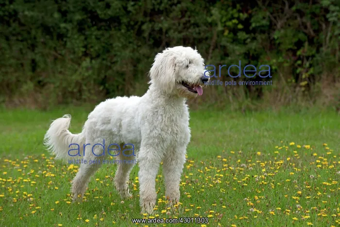 : DOG labradoodle in a field : DOG labradoodle in a field