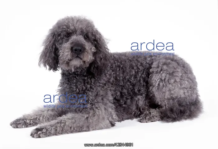 : DOG - Labradoodle lying down : DOG - Labradoodle lying down