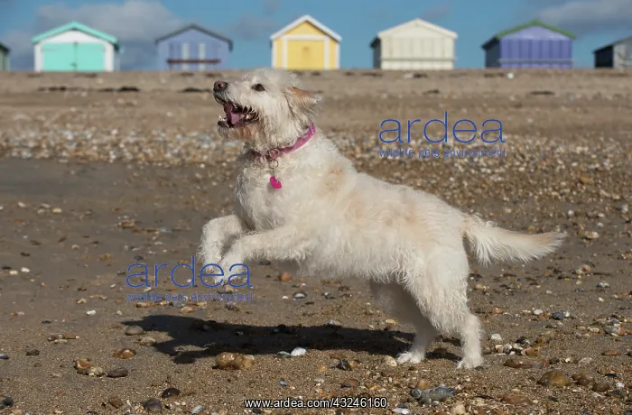 : Dog Labradoodle playing on the beach : Dog Labradoodle playing on the beach