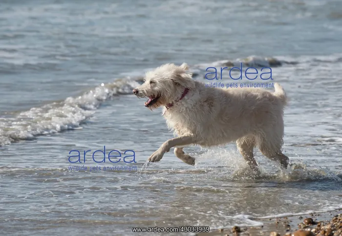 : Dog Labradoodle playing in the sea : Dog Labradoodle playing in the sea