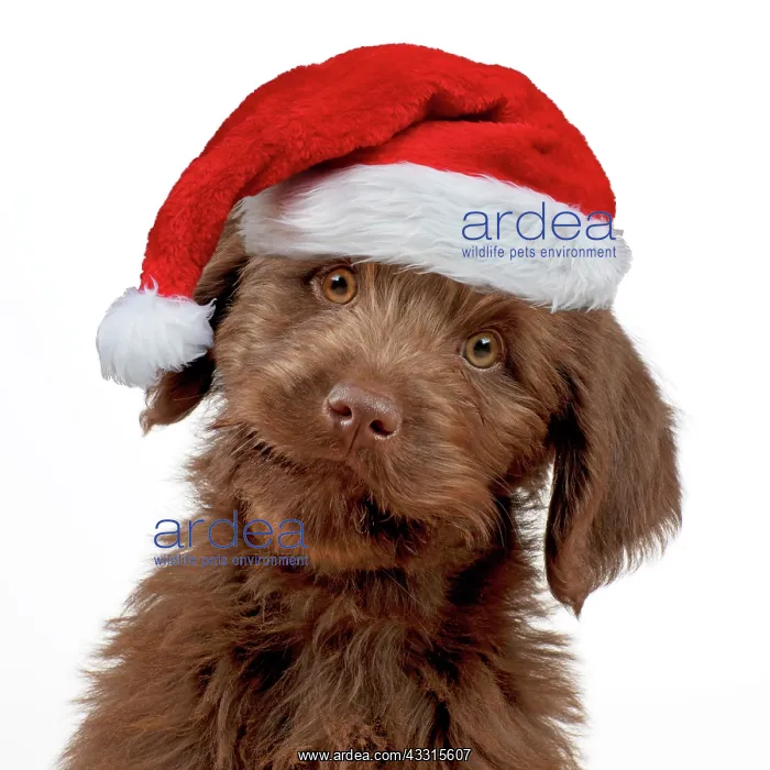 : Dog - Labradoodle puppy wearing a red Christmas Santa hat : Dog - Labradoodle puppy wearing a red Christmas Santa hat