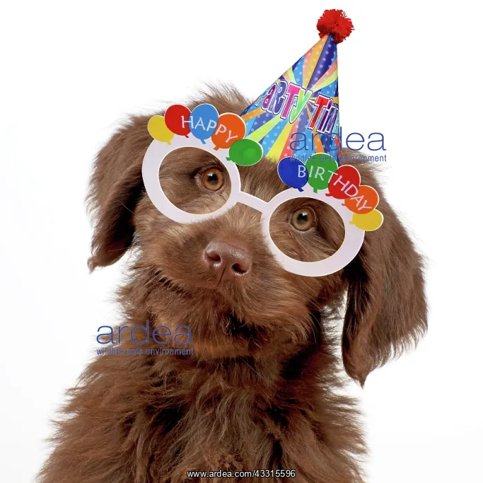  : Dog - Labradoodle puppy wearng birthday party hat