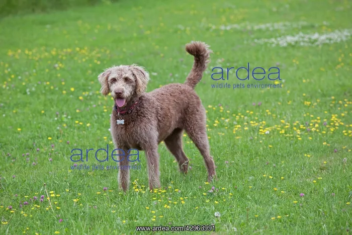 : Dog - Labradoodle Retreiver Poodle cross - in meadow : Dog - Labradoodle Retreiver Poodle cross - in meadow