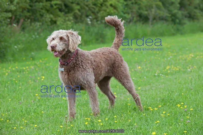 : Dog - Labradoodle Retreiver Poodle cross - in meadow : Dog - Labradoodle Retreiver Poodle cross - in meadow
