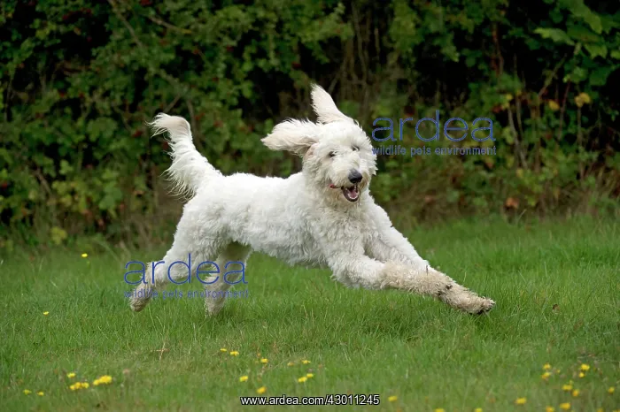 : DOG labradoodle running in a field : DOG labradoodle running in a field