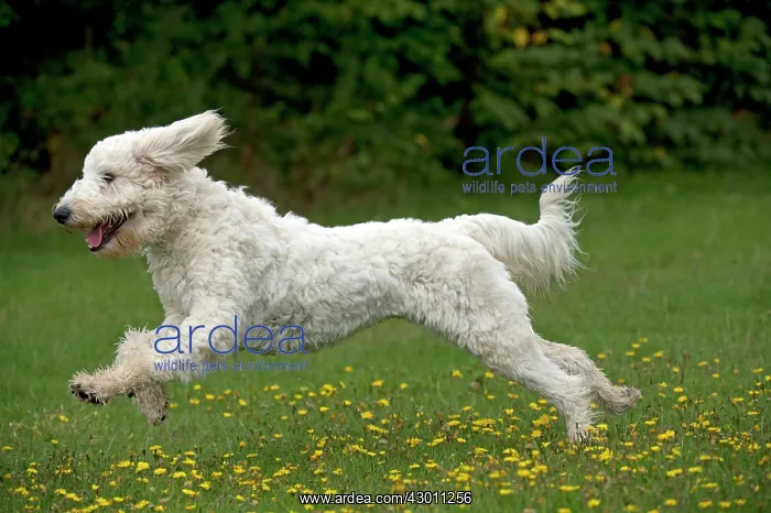 : DOG labradoodle running in a field : DOG labradoodle running in a field