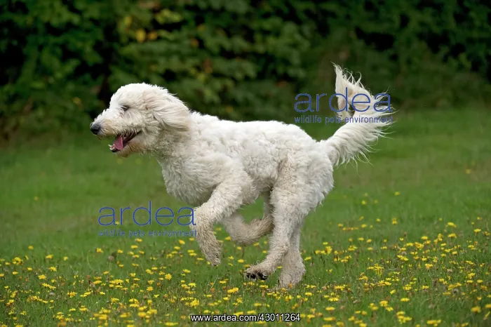 : DOG labradoodle running in a field : DOG labradoodle running in a field