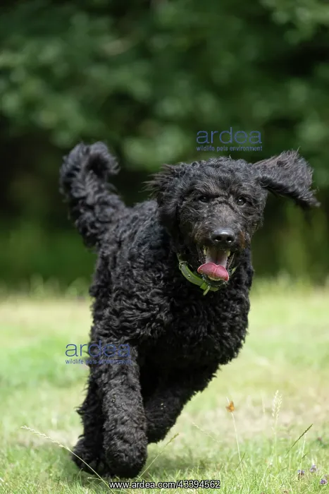 : DOG. Labradoodle, running in a garden : DOG. Labradoodle, running in a garden