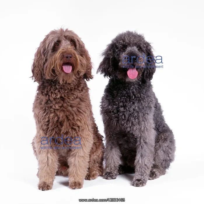 : DOG - Labradoodle, two sitting : DOG - Labradoodle, two sitting