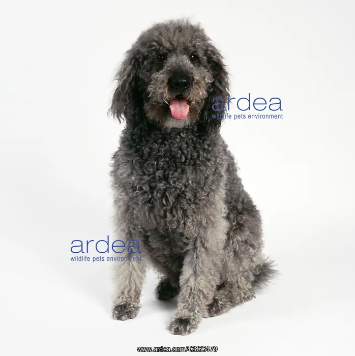 : DOG - Labradoodle, sitting : DOG - Labradoodle, sitting