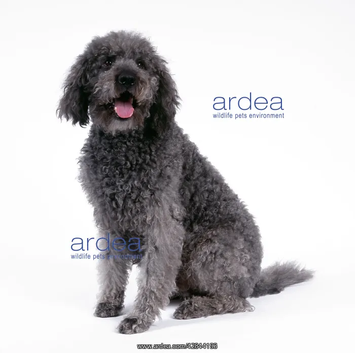 : DOG - Labradoodle sitting : DOG - Labradoodle sitting