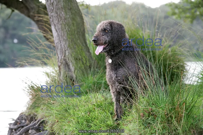 : Dog - Labradoodle sitting by water : Dog - Labradoodle sitting by water