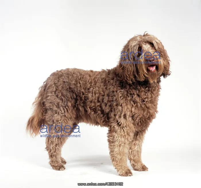 : DOG - Labradoodle, standing, side view : DOG - Labradoodle, standing, side view