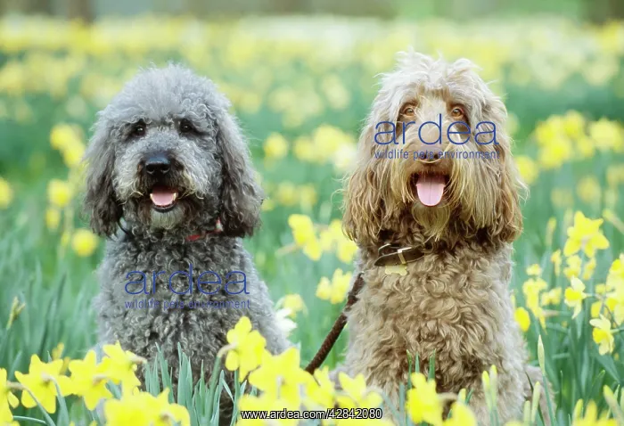 : DOG - Labradoodles in daffodils : DOG - Labradoodles in daffodils