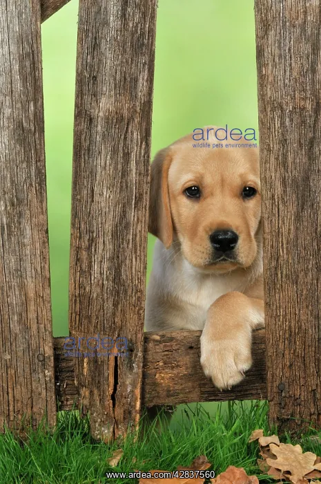 : DOG. Labrador : DOG. Labrador