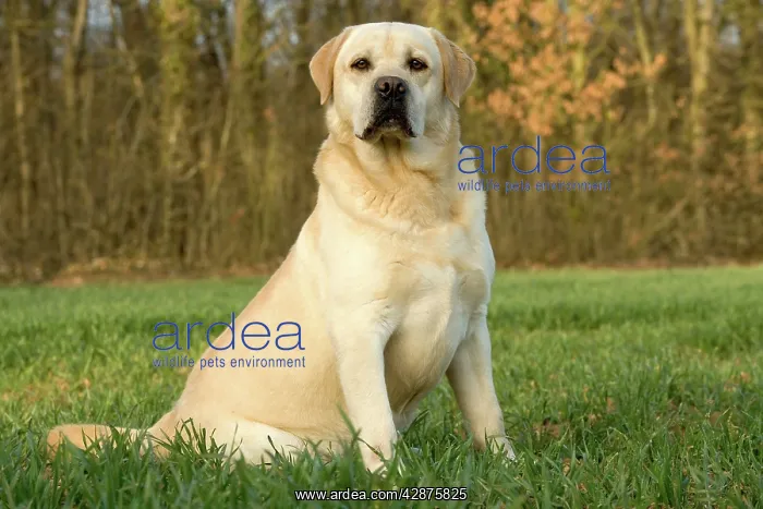  : Dog - Labrador