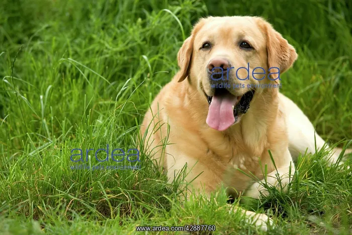  : Dog - Labrador