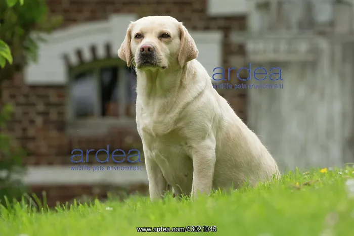  : Dog Labrador