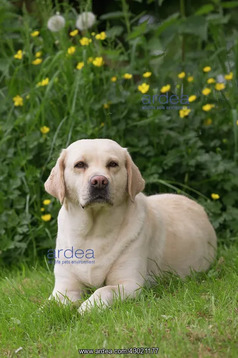  : Dog Labrador