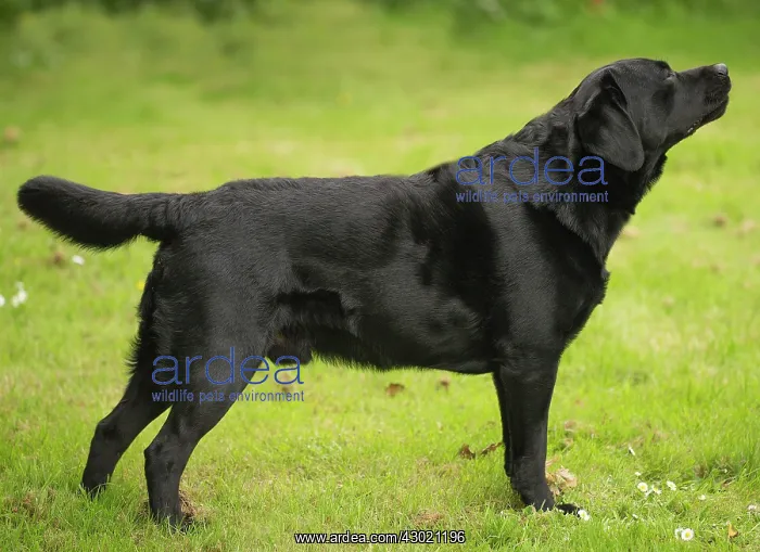  : Dog Labrador
