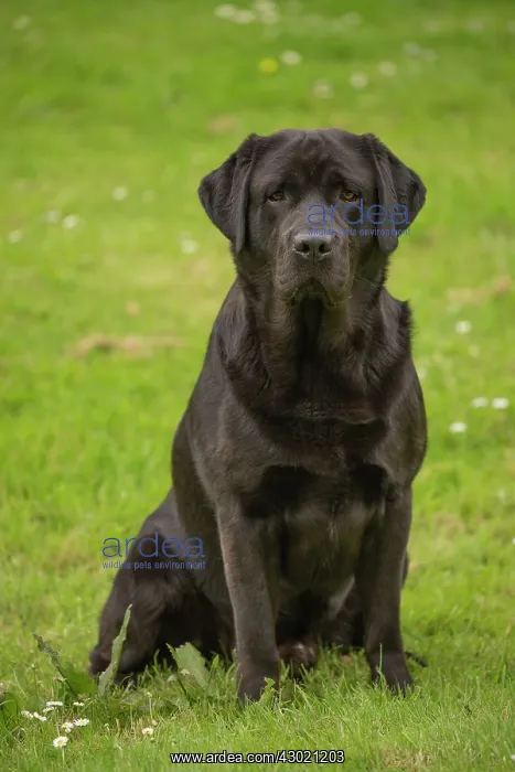  : Dog Labrador