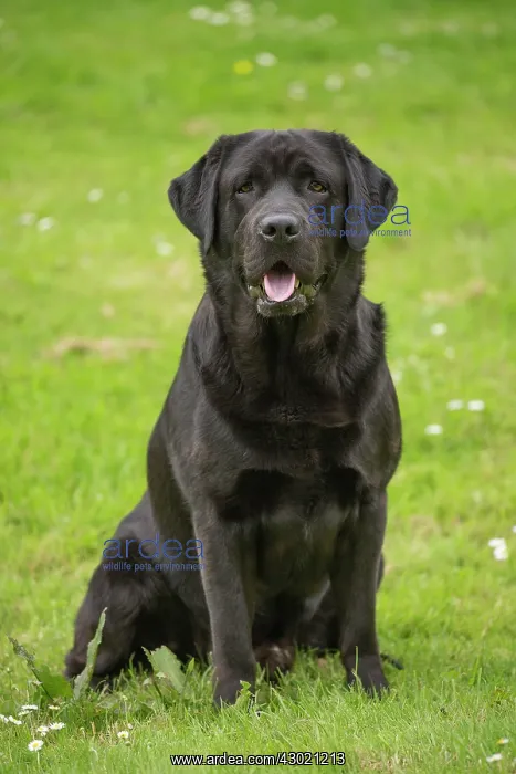  : Dog Labrador