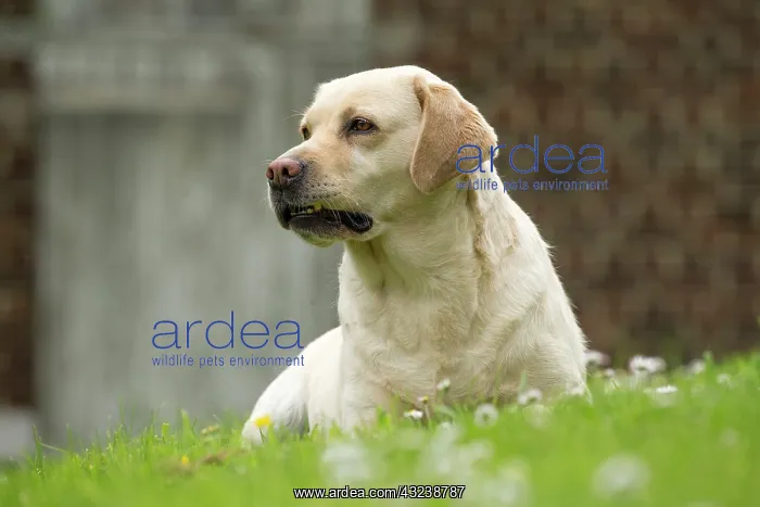  : Dog Labrador