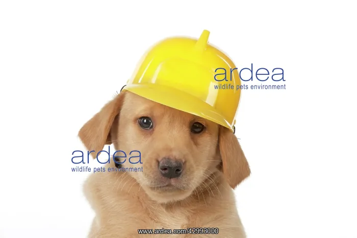 : Dog - Labrador 7 week old puppy : Dog - Labrador 7 week old puppy