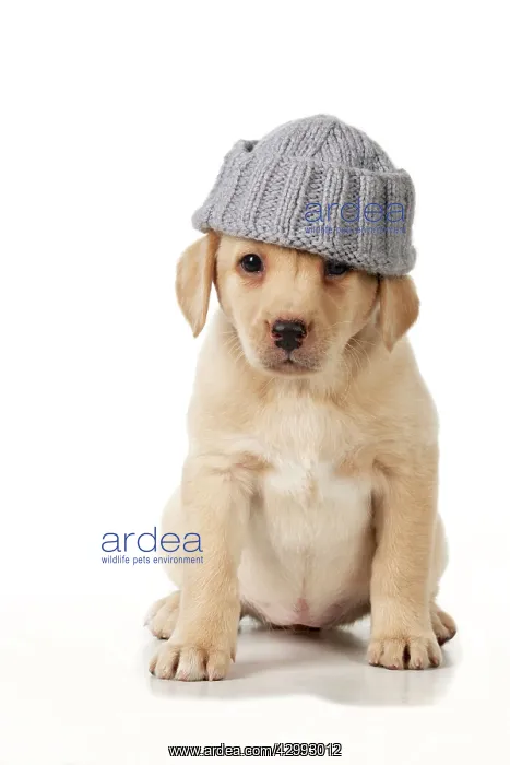 : Dog - Labrador 7 week old puppy : Dog - Labrador 7 week old puppy