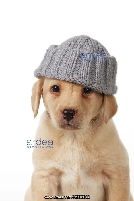 : Dog - Labrador 7 week old puppy : Dog - Labrador 7 week old puppy