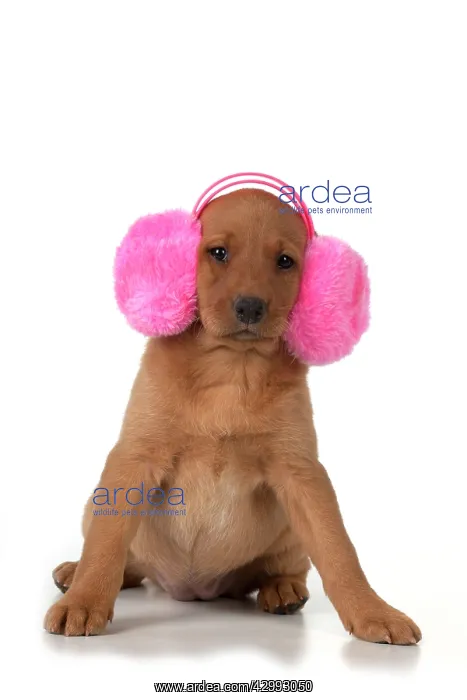 : Dog - Labrador 7 week old puppy : Dog - Labrador 7 week old puppy