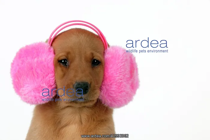 : Dog - Labrador 7 week old puppy : Dog - Labrador 7 week old puppy