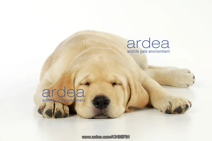 : DOG. Labrador (8 week old pup) asleep : DOG. Labrador (8 week old pup) asleep